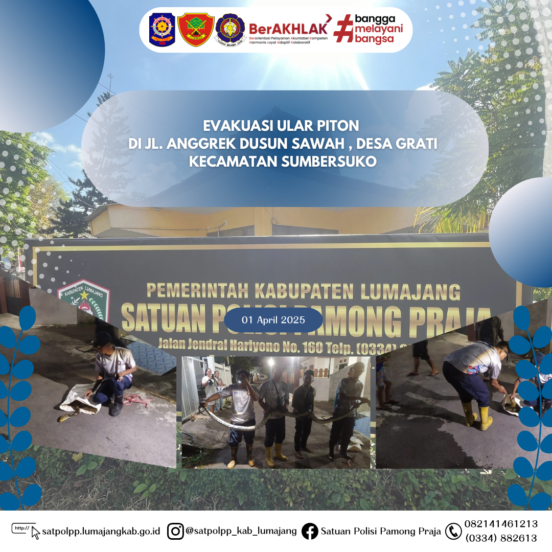 Evakuasi Ular Piton di Jl. Anggrek Dusun Sawah , Desa Grati Kecamatan Sumbersuko