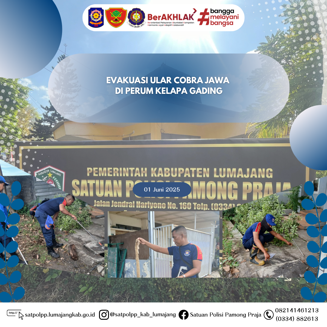 Evakuasi Ular Cobra Jawa di Perum Kelapa Gading! ????????