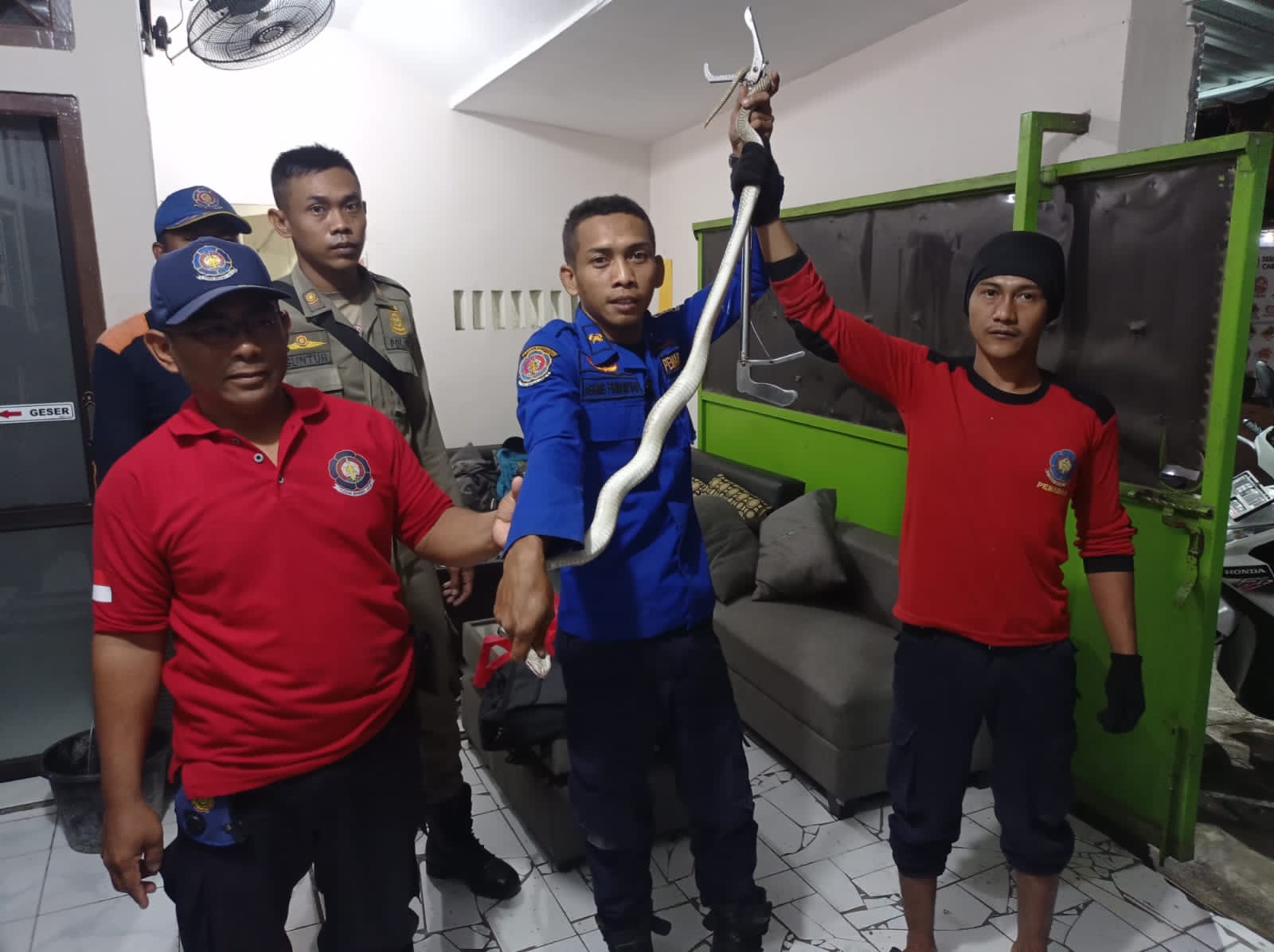 Damkar Satpol PP Evakuasi Ular Jenis Ular Cobra Jawa di Jalan Gajah Mada No.02 Kepuharjo Kecamatan Lumajang