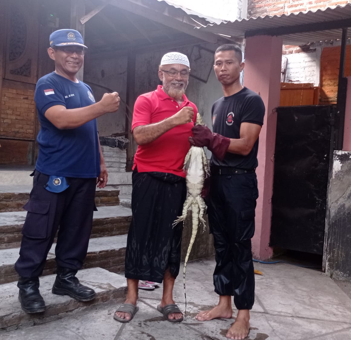 Damkar Satpol PP Lumajang Evakuasi Biawak di Jl. Hariyono RT /RW 06/06  Kel. Jogoyudan Kec. Lumajang