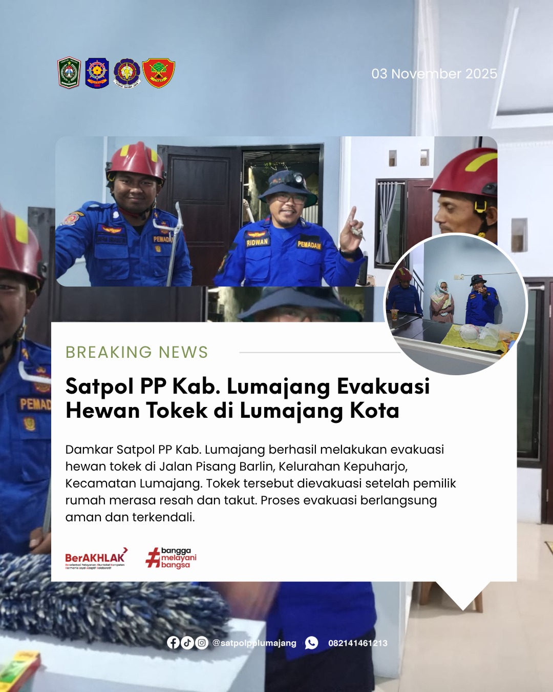 Damkar Satpol PP Kab. Lumajang Evakuasi Hewan Tokek di Lumajang Kota