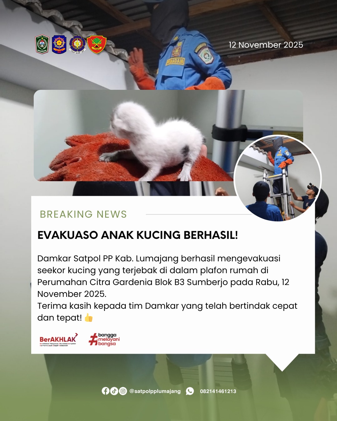 Damkar Satpol PP Kab. Lumajang Selamatkan Anak Kucing yang Terjebak di Plafon Rumah