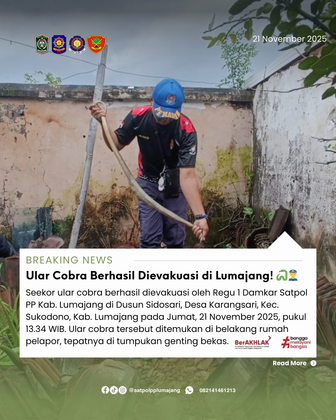 Ular Cobra Berhasil Dievakuasi di Lumajang! ????????