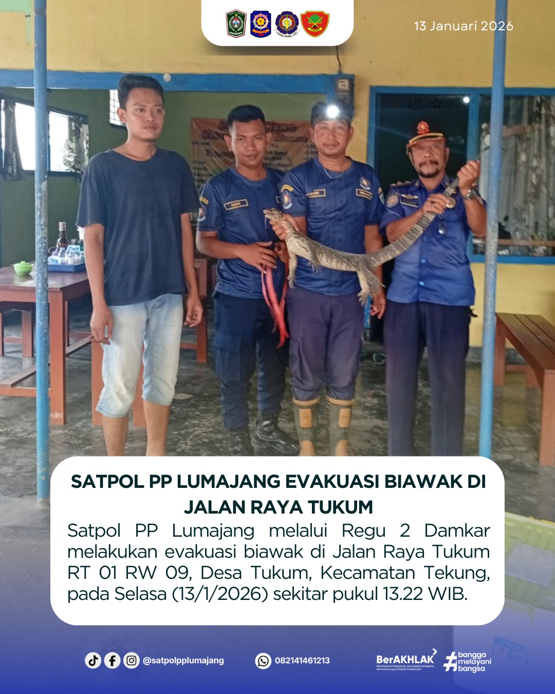 Satpol PP Lumajang Evakuasi Biawak di Jalan Raya Tukum
