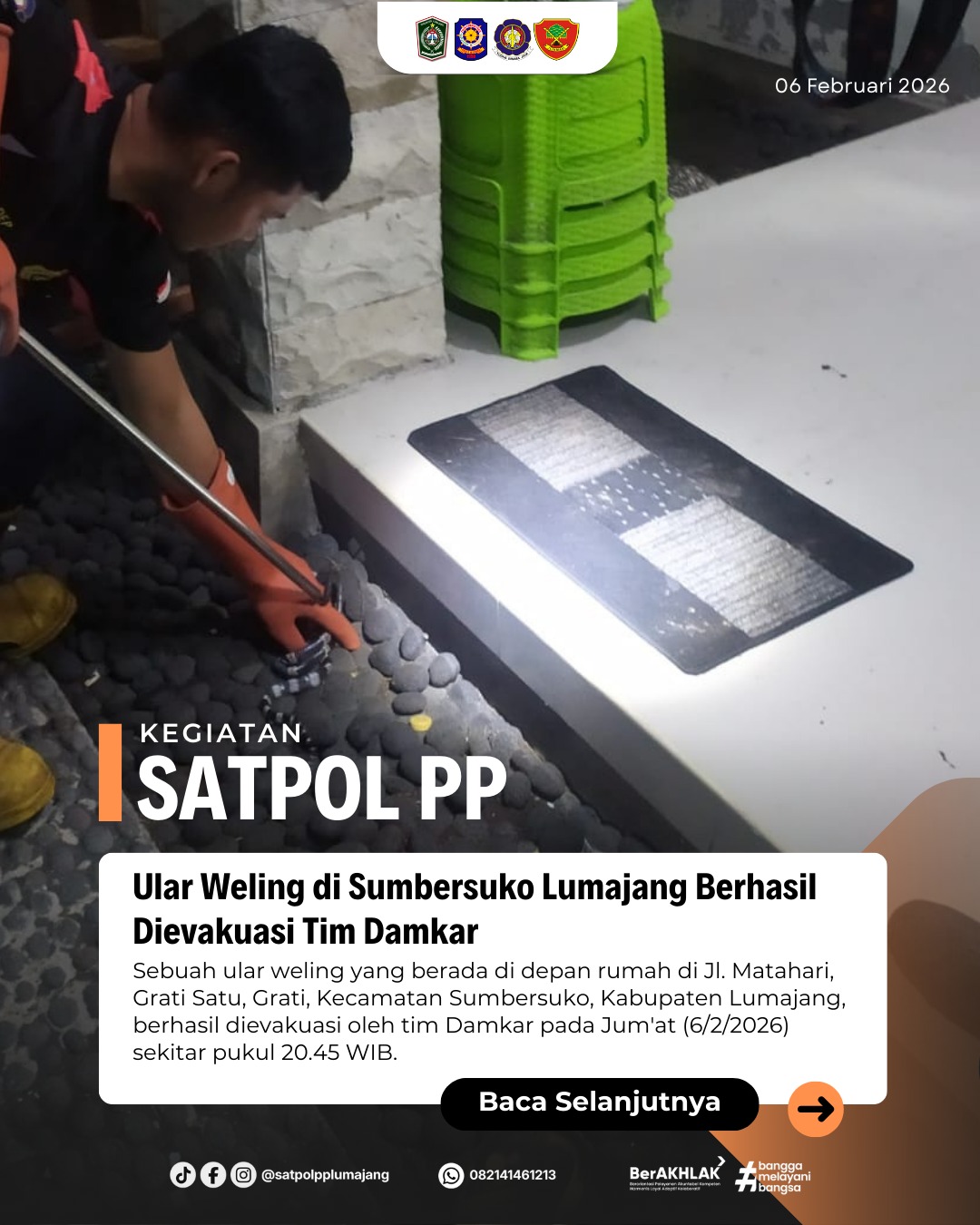 Ular Weling di Sumbersuko Lumajang Berhasil Dievakuasi Tim Damkar