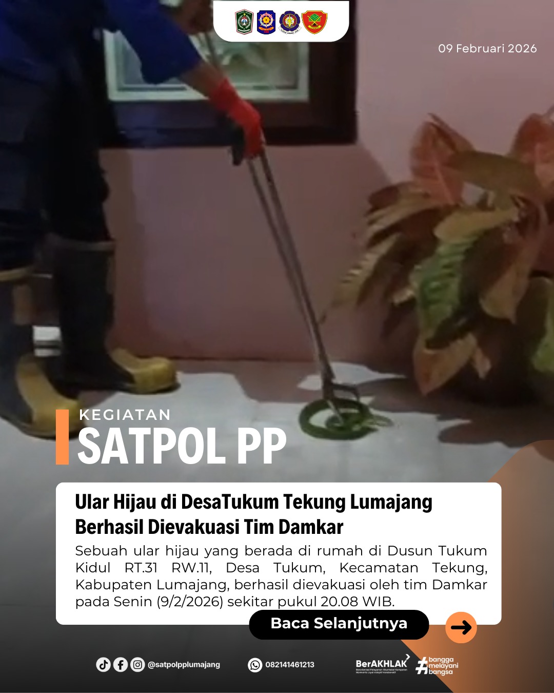 Ular Hijau di DesaTukum Tekung Lumajang Berhasil Dievakuasi Tim Damkar