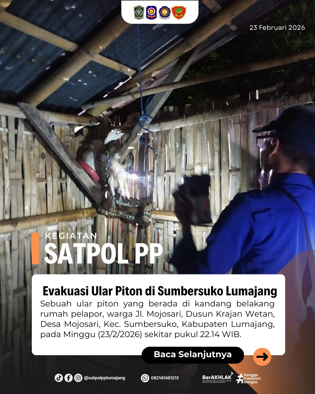 Evakuasi Ular Piton di Sumbersuko Lumajang 