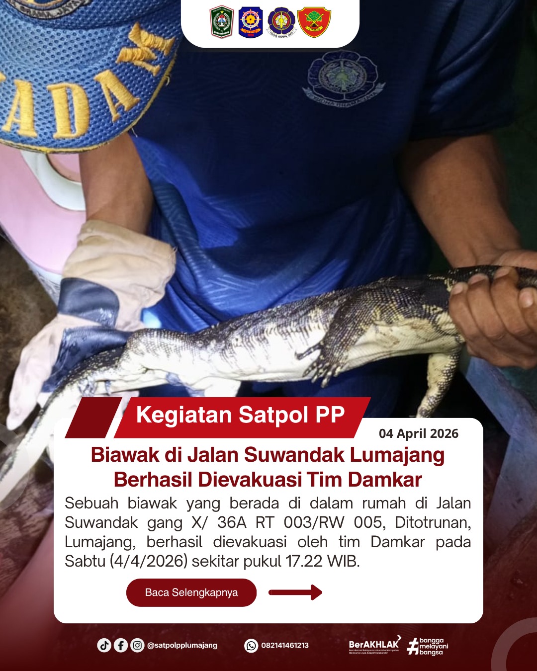 Biawak di Jalan Suwandak Lumajang Berhasil Dievakuasi Tim Damkar