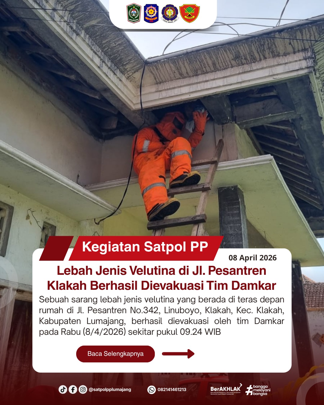 Lebah Jenis Velutina di Jl. Pesantren Klakah Berhasil Dievakuasi Tim Damkar