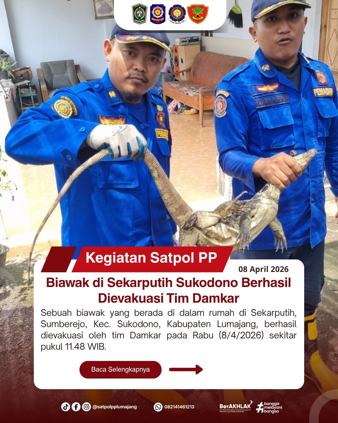 Biawak di Sekarputih Sukodono Berhasil Dievakuasi Tim Damkar