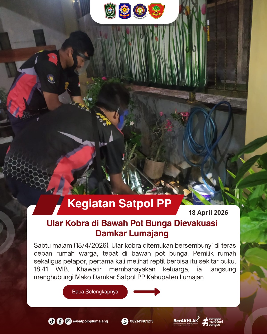 Ular Kobra di Bawah Pot Bunga Dievakuasi Damkar Lumajang